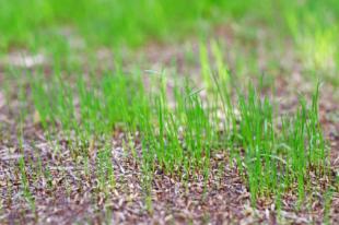 Когда лучше сажать газонную траву на даче – весной или осенью? Как самостоятельно сеять газонную траву: выбор семян, посадка и уход.